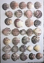 LOT SEA SHELLS ARGOPECTIN GIBBUS SPECIES EXCELLENT COLLECTION - £4.66 GBP