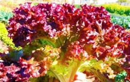 USA SELLER Lettuce Seed Selway Lettuce 500 Seeds Cimarron Boston Red Sal... - $9.69