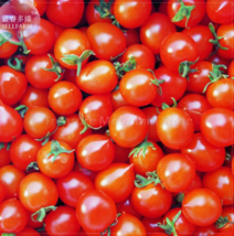SEED &#39;Piccolo Cherry&#39; Tomato Seeds - £3.16 GBP
