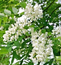 Fast Ship USA Seller 20 Black Locust Seeds Robinia Pseudoacacia - $10.80