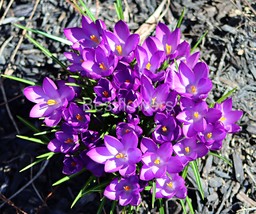 Beautiful Purple Crocus - 8x10 Unframed Photograph - $323.54 MXN