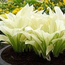 White Feather Hosta starter division  unbelievable unique live plant - $14.99