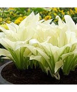 White Feather Hosta starter division  unbelievable unique live plant - $14.99