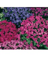 SEEDS -Aubretia Large Flowered Perennial Mix- Perfect for Rockery Alpine... - €3,98 EUR+