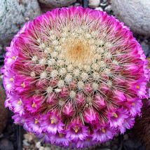 10 Pcs Mammillaria Pilcayensis Samen Rare Cactus Seeds Fresh Seeds - £6.94 GBP