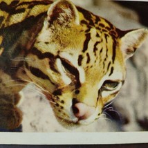 Ocelot South America San Diego Zoo CA Vintage Postcard Animal Series - £23.70 GBP