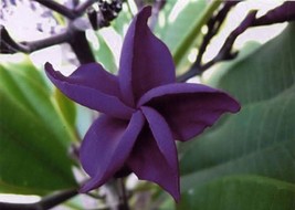 New Fresh Seeds 5 Dark Purple Plumeria Seeds Plants Flower Lei Hawaiian Perennia - $11.98