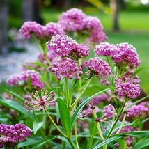 TB Milkweed Swamp Carmine Perennial Asclepias Monrch Butterfly Host Plant 50 See - £4.72 GBP