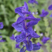 Clary Sage Blue Monday Salvia Perennial Medicinal Sun Or Shade Nongmo 200 Seeds  - £8.23 GBP