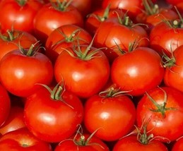 Ace 55 Tomato Seeds 100 Ct Vegetable Fresh Garden Fast Shipping - $3.88