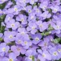 New Fresh Seeds Aubrieta Sky Blue - $16.98