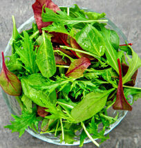 5000+ Gourmet Lettuce Blend Seeds | Mixed Salad Bowl Lettuce, Bulk - £27.08 GBP