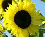 Lemon Queen Sunflower Seeds 20 Annual Flowers Garden Bees Birds Fast Shi... - $8.99