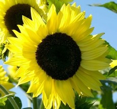 Lemon Queen Sunflower Seeds 20 Annual Flowers Garden Bees Birds Fast Shipping - £7.23 GBP