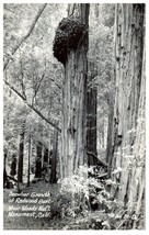 Zan M-12 Growth of Burl &amp; Redwoods Muir Woods Monument California RPPC Postcard - £24.11 GBP