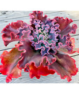 KBT Echeveria Marvella Succulent Flower Hen And Chicks Seeds -50 Bulk Seeds - $423.44 MXN