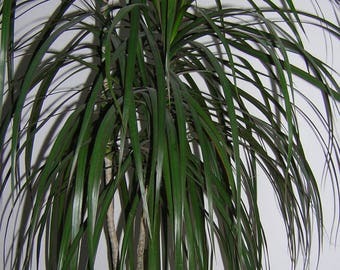 25 Blue Dracaena Spikes Broad Leaved Cabbage Tree Mountain Cabbage Cordyline Ind