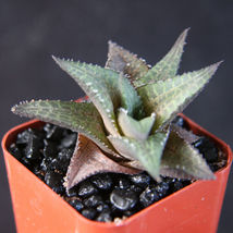 2&quot; pot Haworthia tessellata rare succulent aloe plant bonsai cacti exotic cactus - £28.06 GBP