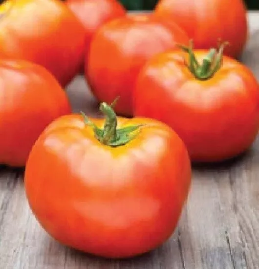 USA SELLER 50 Seeds Marion Tomato Vegetable Garden Edible Canning Fast Shipping - $15.25