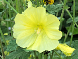 20 Russian Hollyhock Seeds  Alcea Rugosa  Tall Yellow Flowered Perennial From US - £8.65 GBP