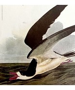 Black Skimmer 1950 Lithograph Art Print Audubon Bird First Edition DWU14C - €25,83 EUR