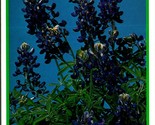 Texas Bluebonnets Flowers Floral Blossoms TX UNP Chrome Postcard B2 - $3.91