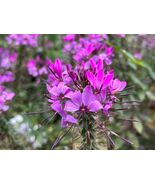 Spider Flower Violet Queen Cleome hassleriana 200 Seeds - $321.24 MXN