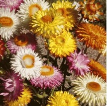 Strawflower Seeds Flower Seed USA Fast Shipping - $13.90