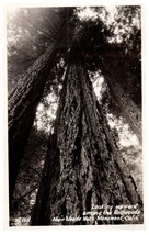 Zf-155 Looking upward among the Redwoods. California Muir Woods RPPC Postcard - £8.87 GBP