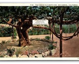 Giant Grape Vine San Gabriel Archangel Mission CA California WB Postcard Z2 - $1.93