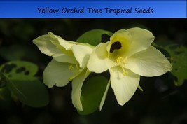 Tropical Seeds -Yellow Orchid Tree -5 Heirloom Seeds- Bauhinia tomentosa - £3.99 GBP