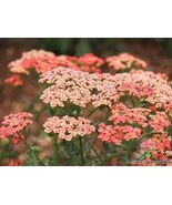 200 Apricot Delight Carnation Seeds - $157.68 MXN