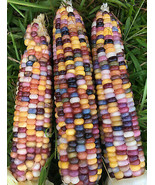 “ 20 PCS Indian Colorful Corn Seeds GIM ” - $13.98