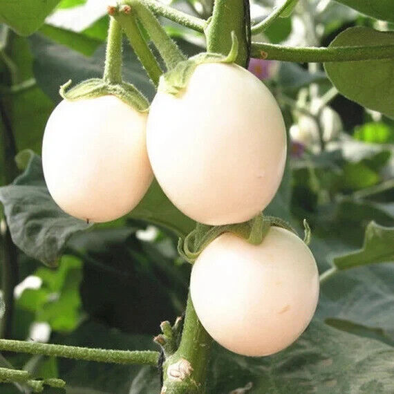 Semilir 40 Seeds Heirloom Japanese White Organic Eggplant Seeds Easy Gro... - $7.99