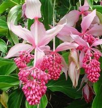 Royal CHANDALIER Magnifica Medinilla Starter Plant - $44.41