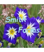 SYR 25 Seeds Dwarf TriColor Morning Glory Purple White Yellow Perennial ... - $244.83 MXN