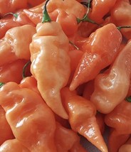 Habanada Pepper Seeds | Organic FRESH - £11.01 GBP