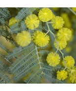 5 Acacia Dealbata Hardy Acacia Seeds For Planting   - $19.50