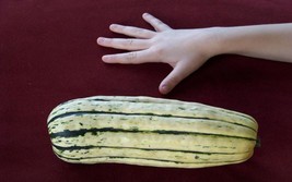 Squash Delicata Sweet Potato Squash 35 Seeds Us From US  - $8.35