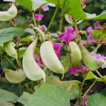 Akahana Fujimame Magenta Flower Hyacinth Bean Seeds; Lablab Purpureus 10... - $15.79