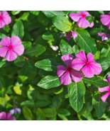 Periwinkle - Pink Flowers Single Petal - 100 Seeds - $9.68