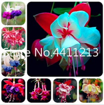 100  pcs Japanese Fuchsia Bonsai Garden Balcony Bonsai Lanterns Flowers Spectabi - £5.45 GBP