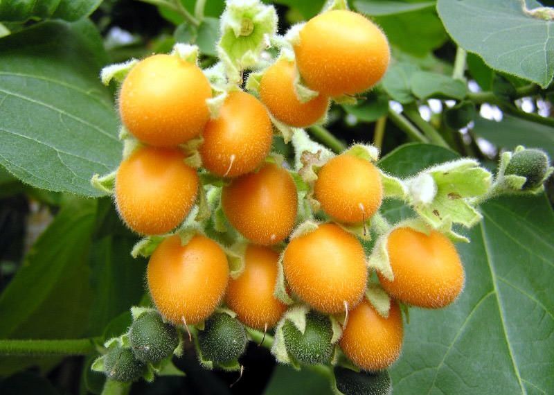 Cyphomandra Betacea Yellow Tree Tomato 5 seeds Fresh Gardening - $17.96