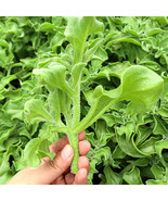 300 Seeds Crystalline Ice Plant Vegetable Fresh - $14.22