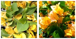 Bougainvillea CALIFORNIA GOLD Small Well Rooted Starter Plant VERY RARE - £35.91 GBP