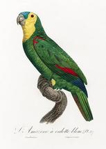 Blue-Fronted Amazon Parrot, Amazona Aestiva - 1800's Francois Levaillant Magnet - $11.99