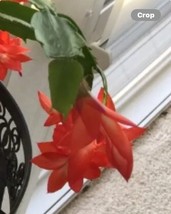 Bright RED Christmas CACTUS Starter Plant Succulent - $3.99
