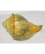 ANTIQUE / VINTAGE LARGE WELK SEASHELL SPECIMEN WITH WEATHERED PATINA + V... - $4.95
