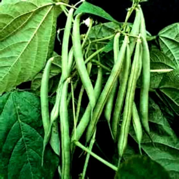 USA Seller FreshBlue Lake Bush Beans 30 Seeds 6&quot;&quot; Long Best For Canning - $12.98