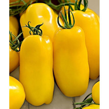 50 Seeds Golden San Marzano Tomato Juicy Tomatoe Vegetable Garden Fresh USA Ship - £7.26 GBP